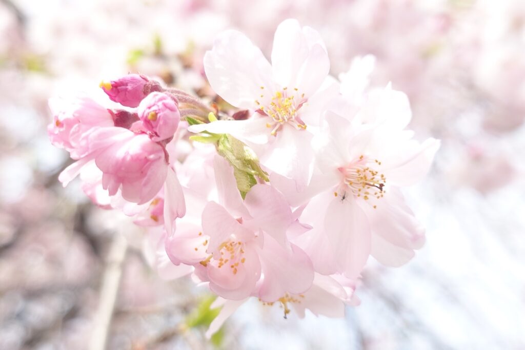 桜